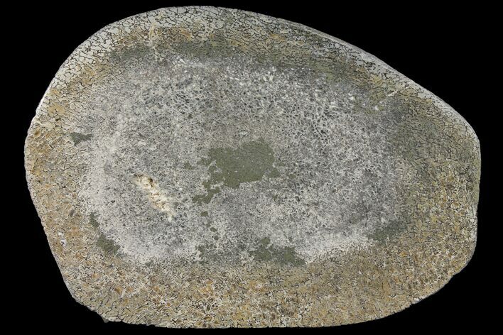 Pyritized, Polished Iguanodon Bone - Isle Of Wight #131210